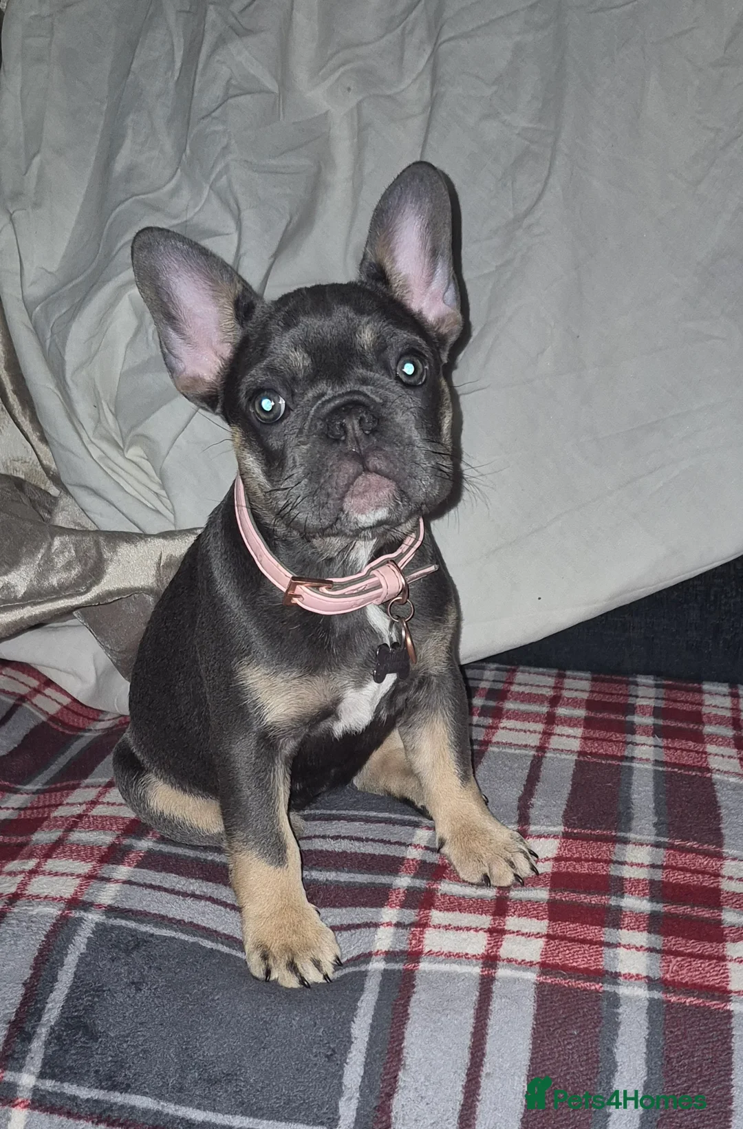 French Bulldog dogs for sale: Sooty the frenchie - Advert 2