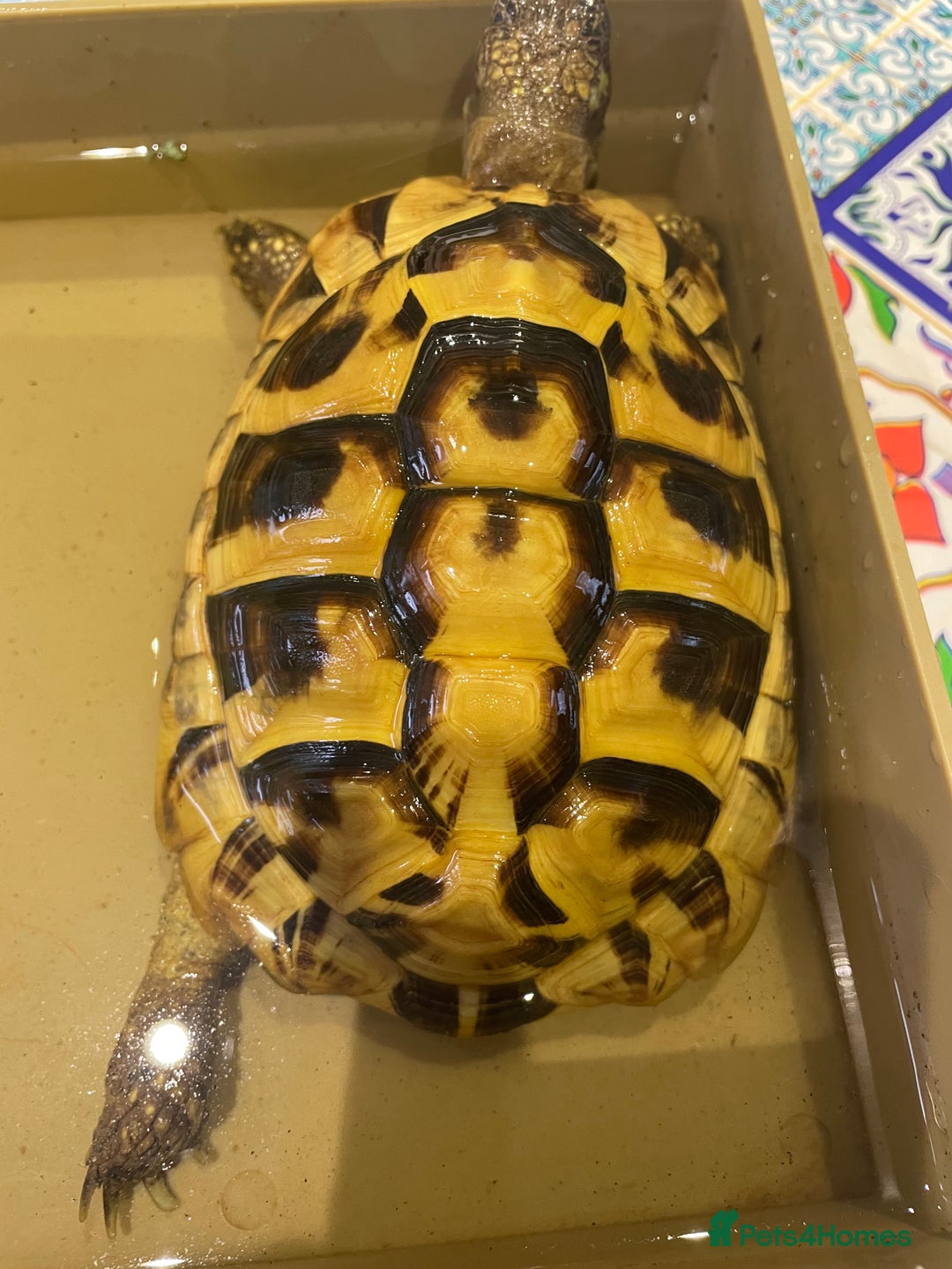 Hermann Tortoise reptiles for sale: Male Hermann Tortoise 5 years old with enclosure  - Advert 4