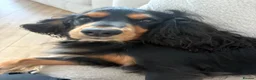 Cocker Spaniel dogs for sale: 2 year old archie in Dundee - Advert 6
