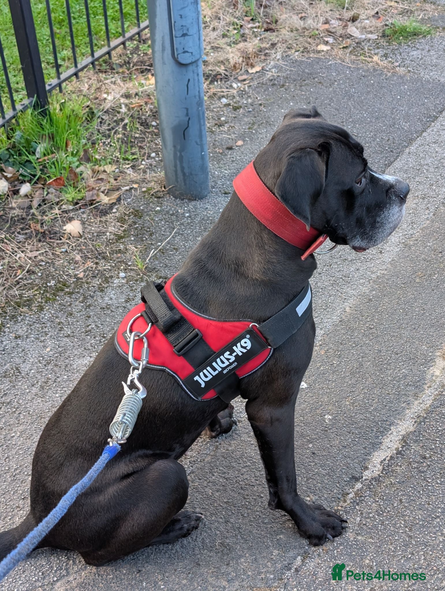 Cane Corso dogs Cane Corso Female *READ DESCRIPTION* - Advert 1