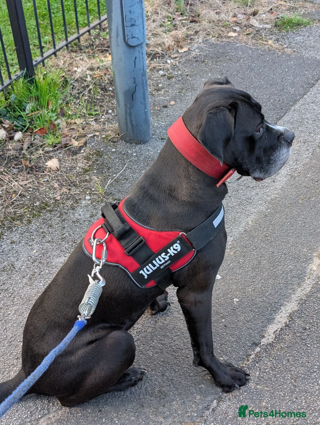 Cane Corso dogs for sale: Cane Corso Female *READ DESCRIPTION* - Advert 1