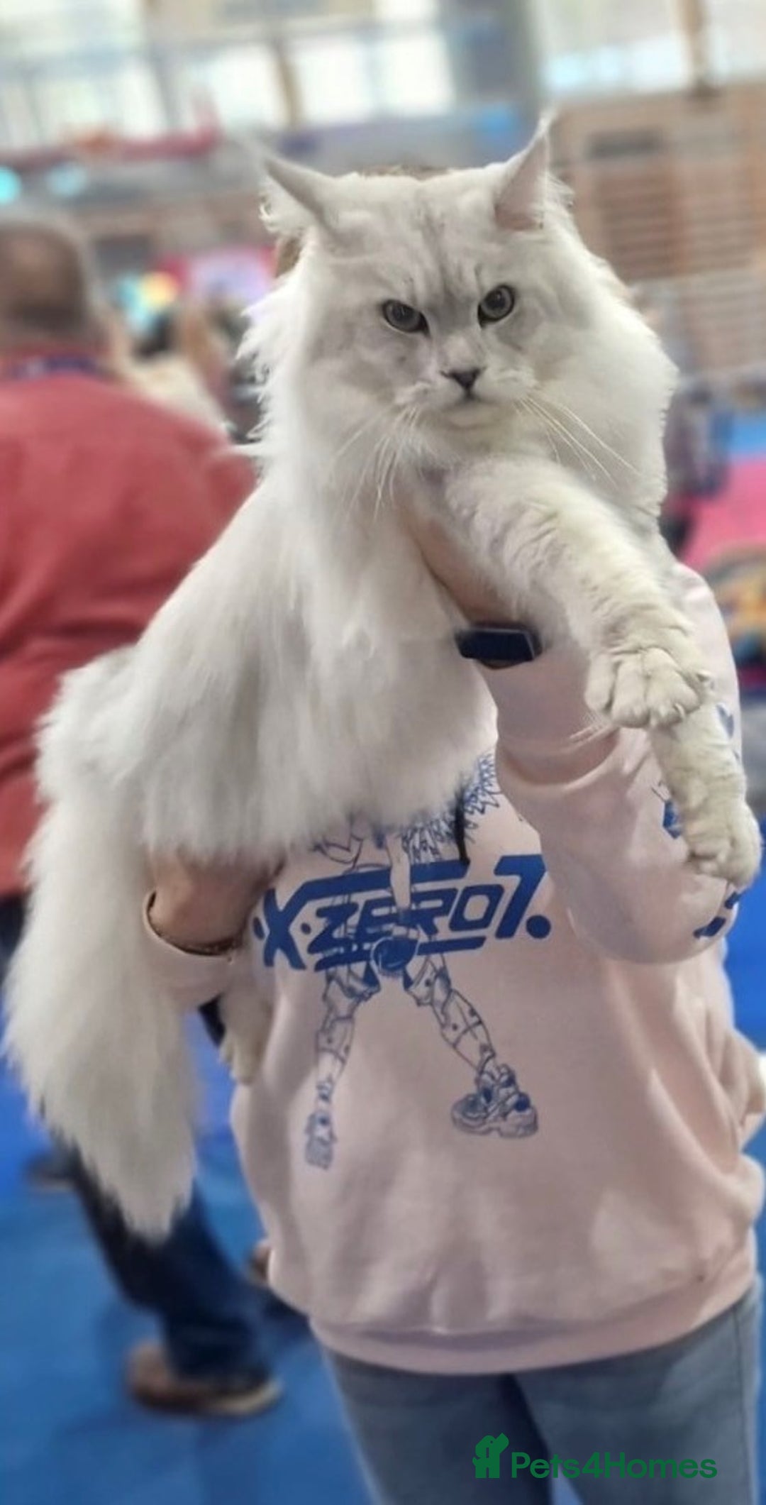 Maine Coon cats for sale: 🐾 TICA-Registered Maine Coon Kittens🐾 - Advert 25