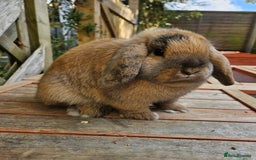 Mini Lop rabbits for sale: Female mini lop - Image 3