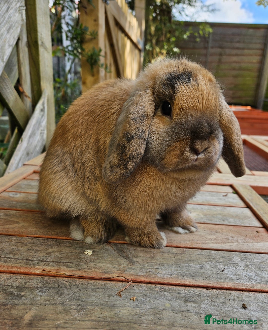 Mini Lop rabbits for sale: Female mini lop - Image 3