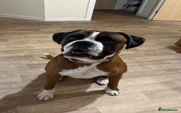 Boxer dogs for stud: Vinnie the Boxer - Image 8
