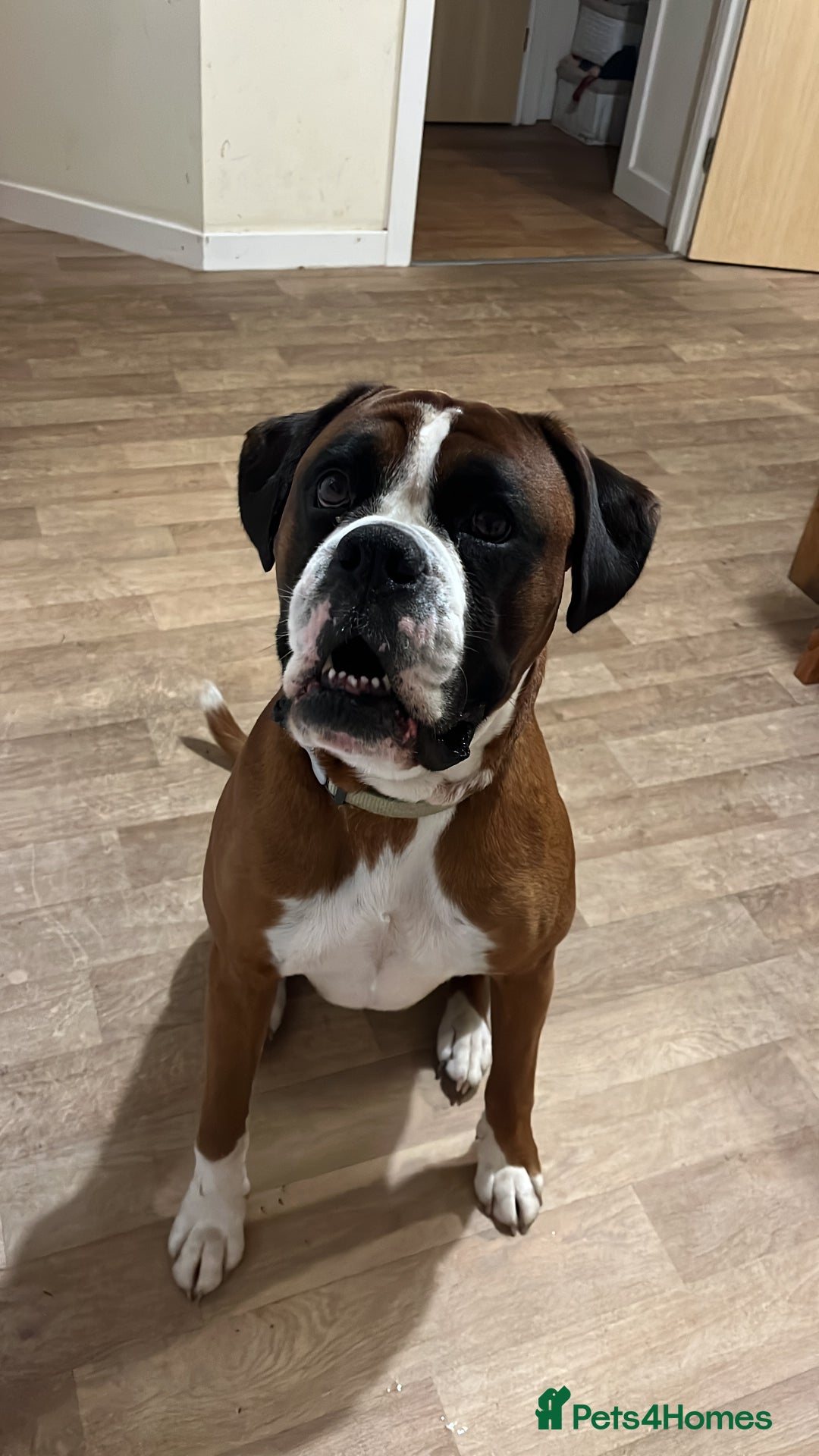 Boxer dogs for stud: Vinnie the Boxer - Image 8