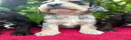 Cockapoo dogs for sale: F1 cockapoo puppies.  - Advert 8