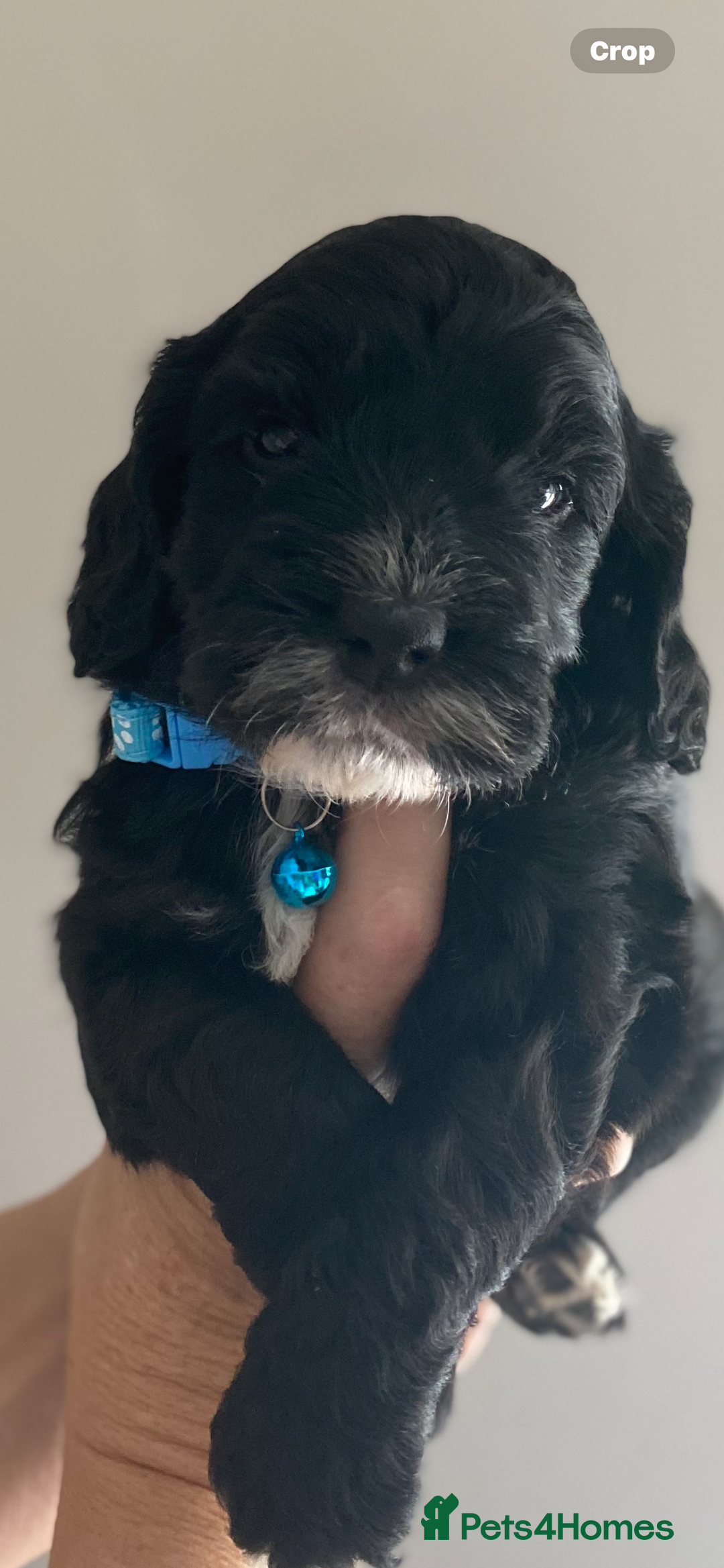 Cockapoo dogs for sale:  🐾 Adorable Cockapoo Puppies 🐾 - Image 4