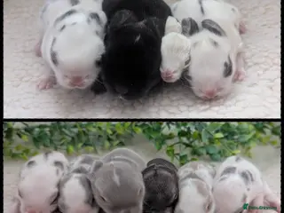 Mini Lop rabbits Mini lops in the nest - Advert 5