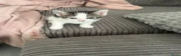 Domestic Shorthair cats for sale: 8 week kittens x 5 mixed, ginger, tortoiseshell  in Spalding - Advert 13