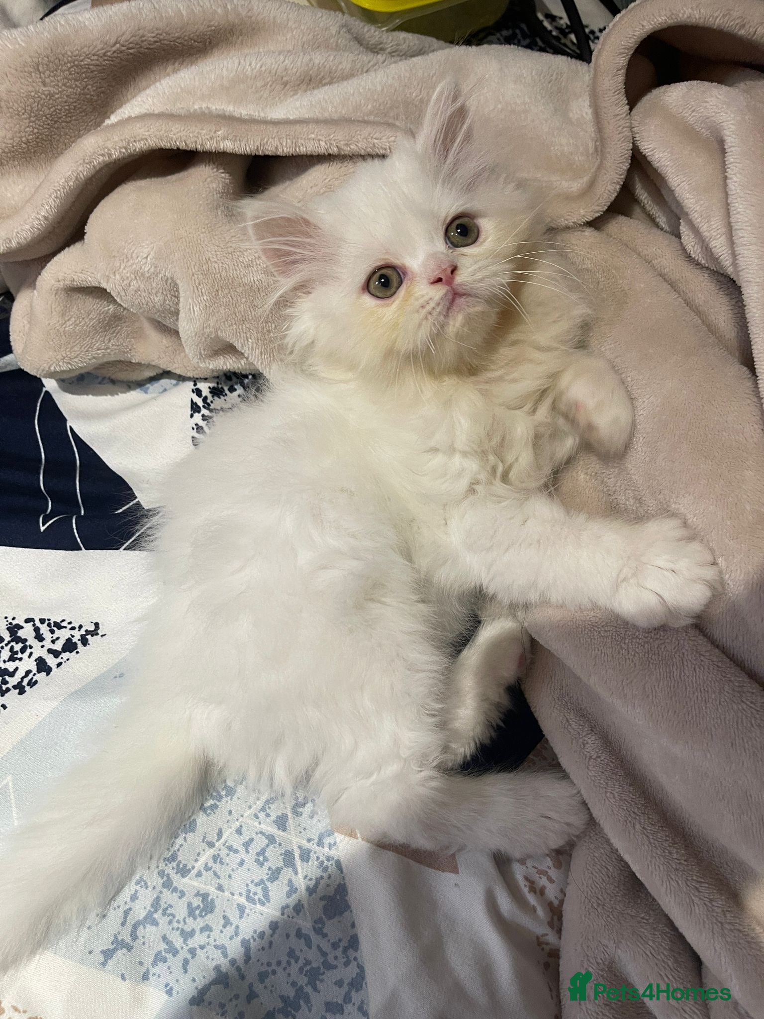 Persian cats Persian x ragdoll kittens for sale  - Advert 6