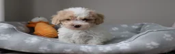 Cavapoo dogs for sale: Beautiful Cavapoo Puppies  - Advert 11