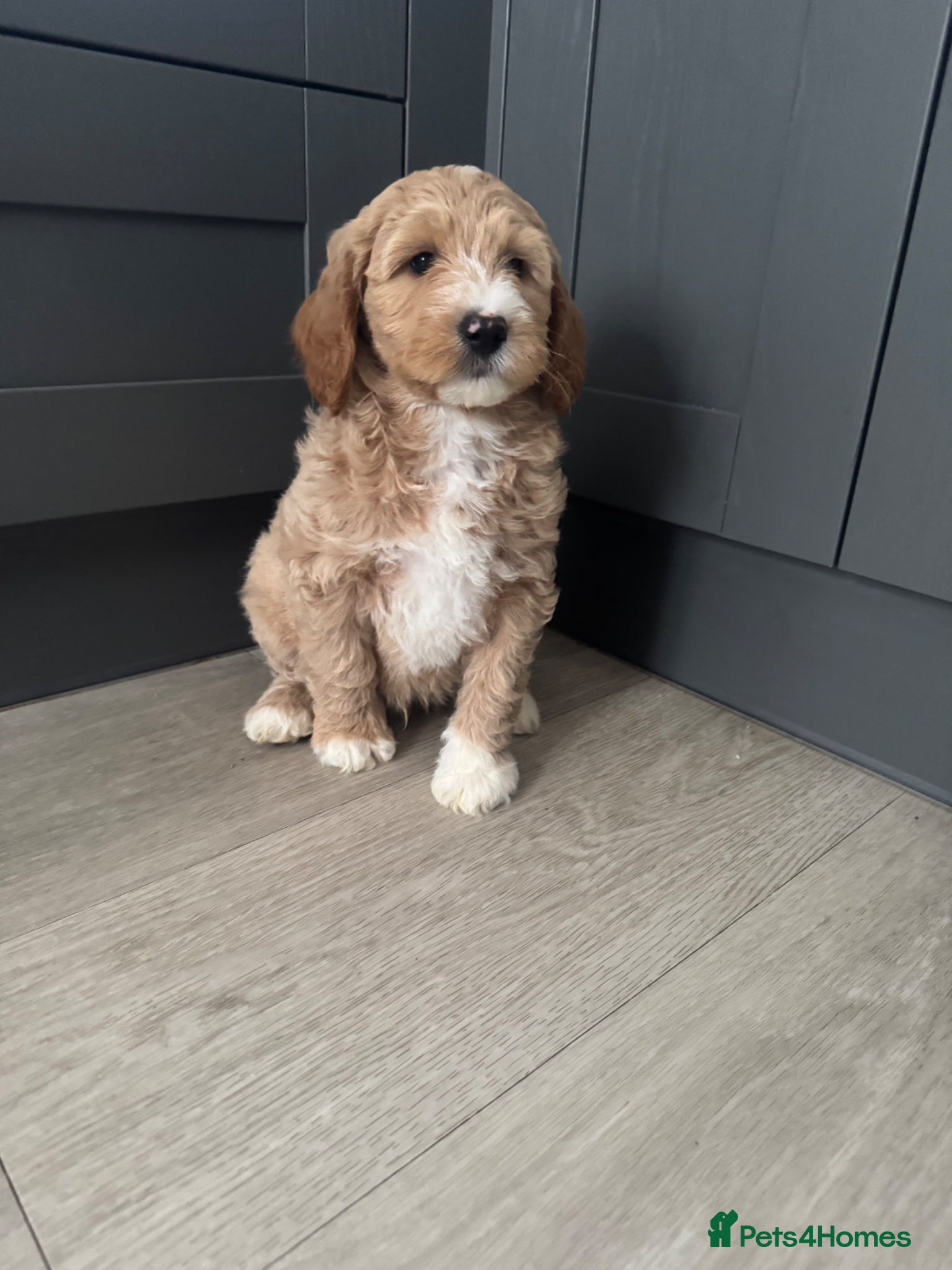 Goldendoodle dogs Outstanding Goldendoodles - Advert 2