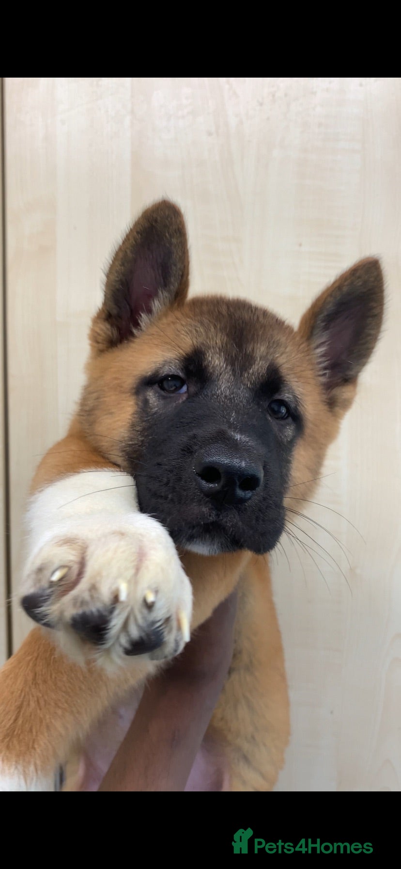 Akita dogs American Akita puppies 🐾 - Advert 5