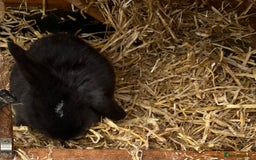 Mini Lop rabbits for sale: Autumn babies - Image 29