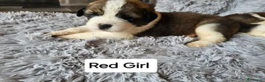 Saint Bernard 7
