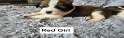 Saint Bernard dogs for sale: Saint Bernard‘s puppies - Advert 21