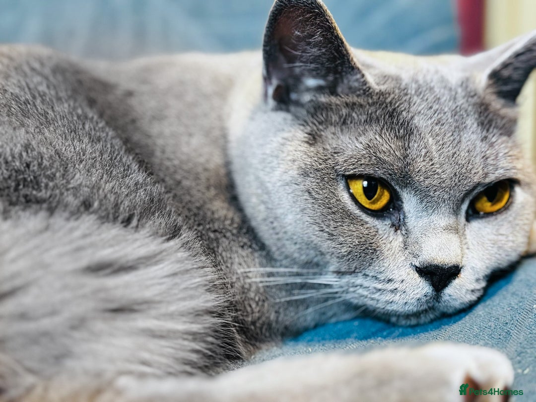 British Shorthair cats for sale: BRITISH SHORTHAIR GCCF REG,CHAMPION BLOOD,PEDIGREE - Image 23