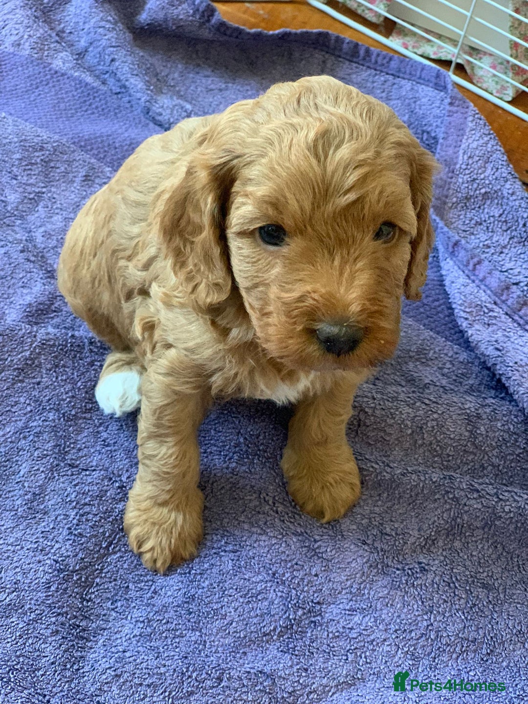 Cockapoo dogs for sale: Adorable Cockapoo Puppies  - Image 8