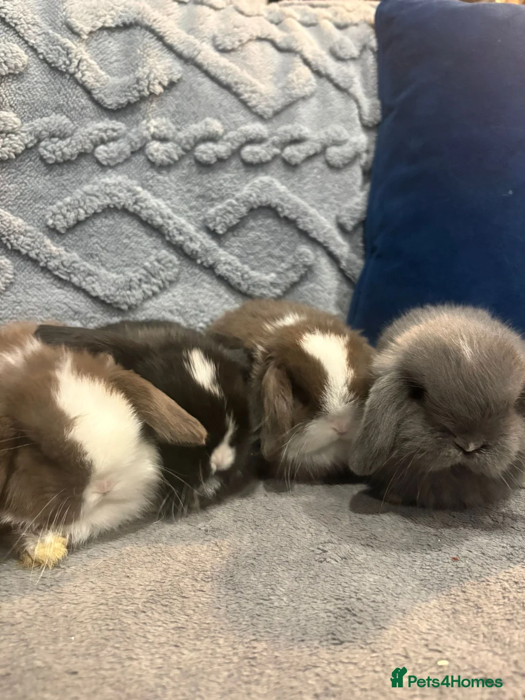 Mini Lop rabbits for sale: Adorable Mini Lop Bunnies Ready for Loving Homes - Advert 1