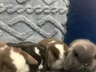 Mini Lop rabbits Adorable Mini Lop Bunnies Ready for Loving Homes - Advert 1