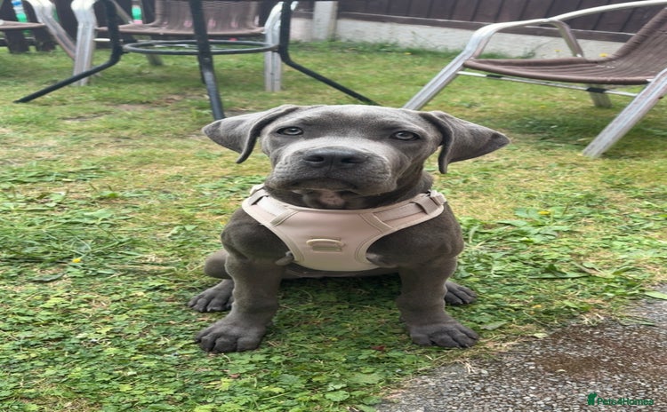 Cane Corso dogs - Advert 1