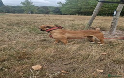 English Bull Terrier dogs for sale: English bull terrier ingles lines - Image 4