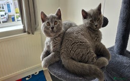 British Shorthair cats for sale: British Blue Shorthair - Image 24