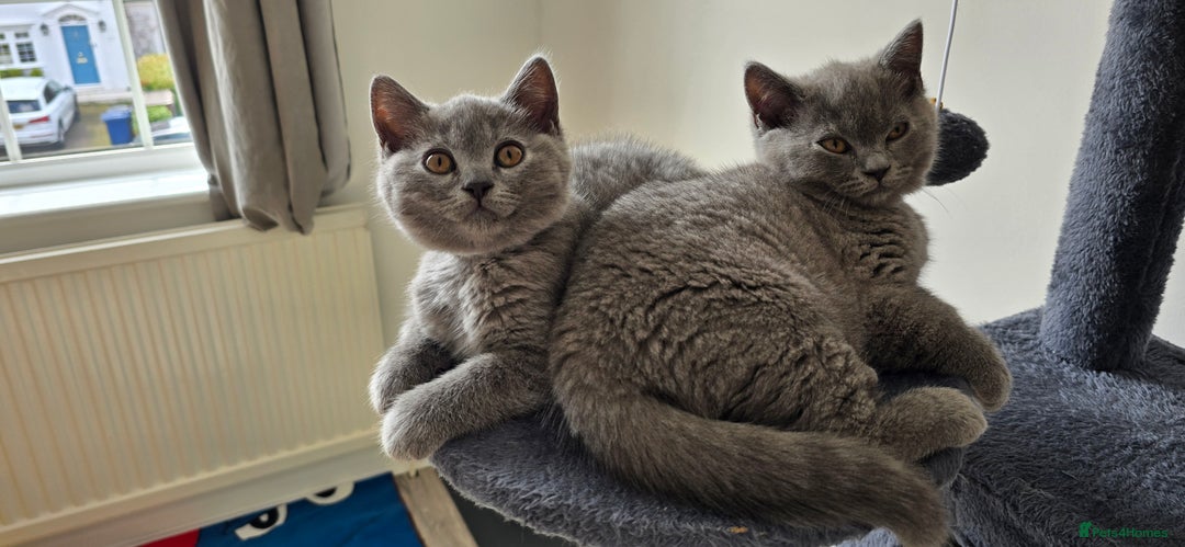 British Shorthair cats for sale: British Blue Shorthair - Image 24