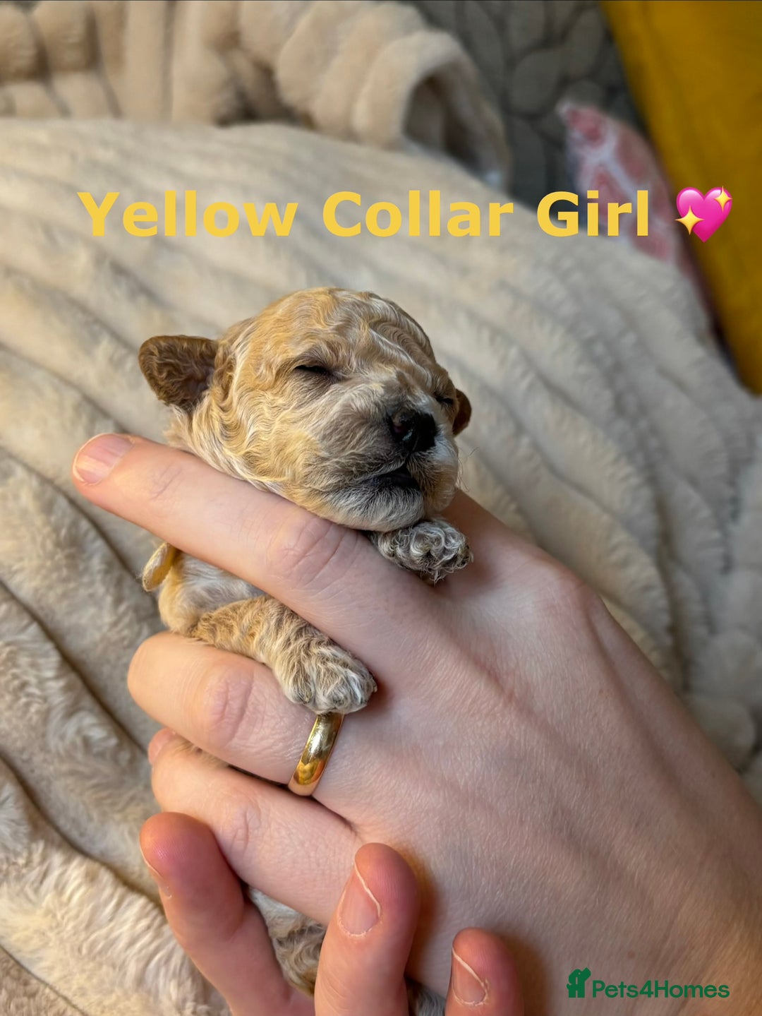 Maltipoo dogs for sale: 🌟Stunning Litter of Teddy🧸DNA tested Maltipoos  - Advert 20