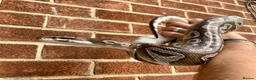 Python Snake reptiles for sale: Female royal/ball python - Advert 3