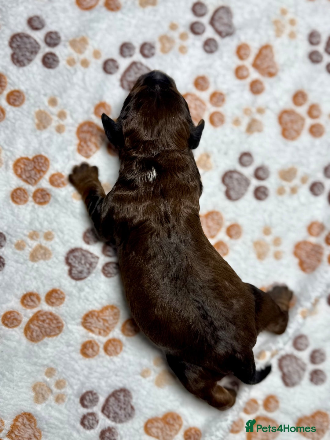 Cockapoo dogs for sale: Beautiful Fully Health Tested Cockapoos - Image 22