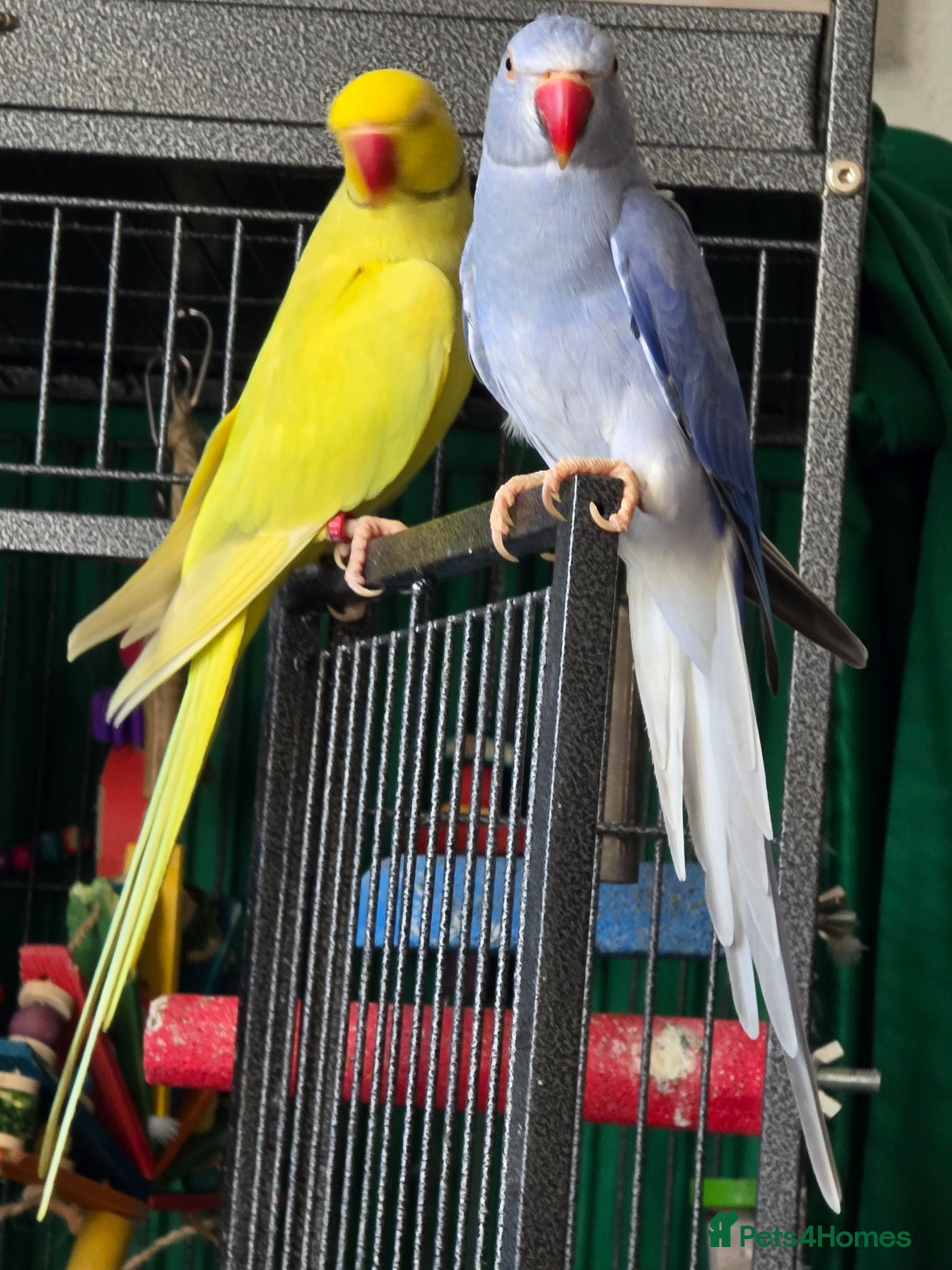 Ringnecks birds Male and female ringneck for rehome - Advert 1