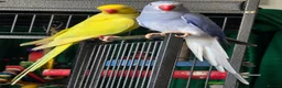 Ringnecks birds for sale: Male and female ringneck for rehome in Ryde - Advert 1