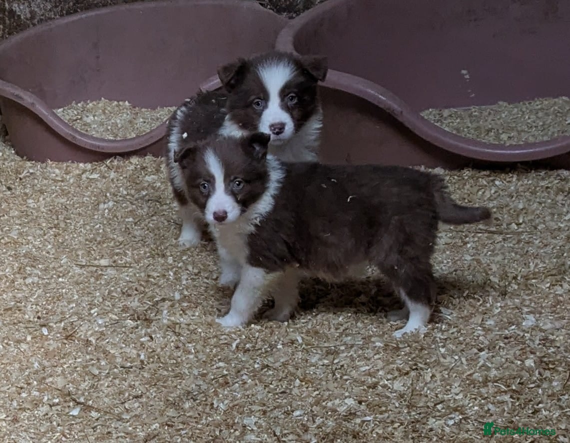 Border Collie dogs Border Collie Chocolate/Red & White Puppies - Advert 2