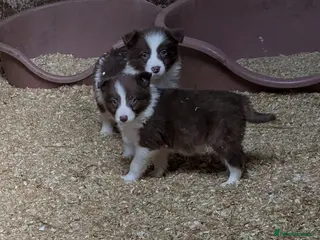 Border Collie dogs Border Collie Chocolate/Red & White Puppies - Advert 2