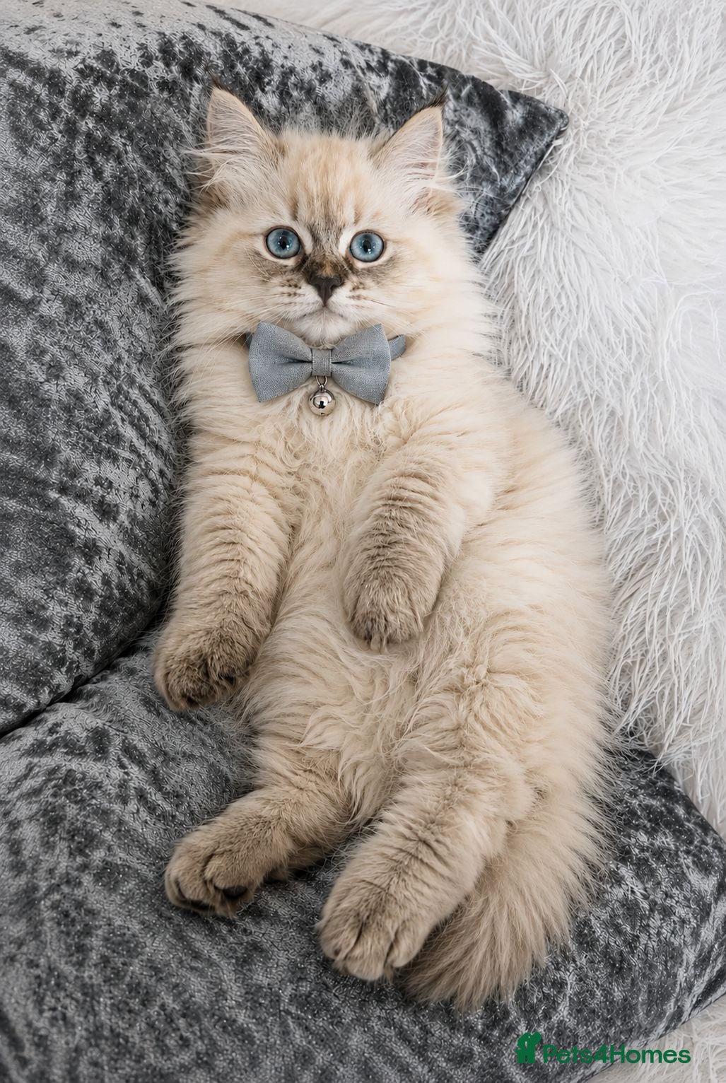 Siberian cats GCCF neva Champion bloodlines siberians - Advert 1