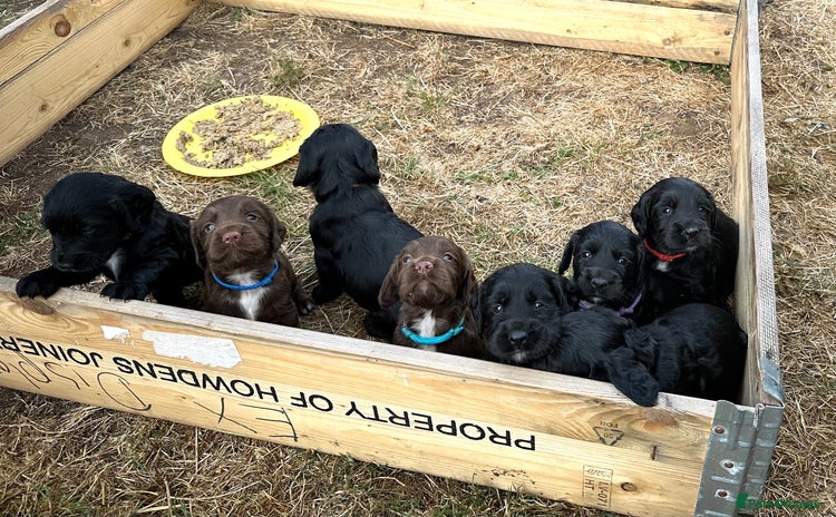 Mixed Breed dogs - Advert 3