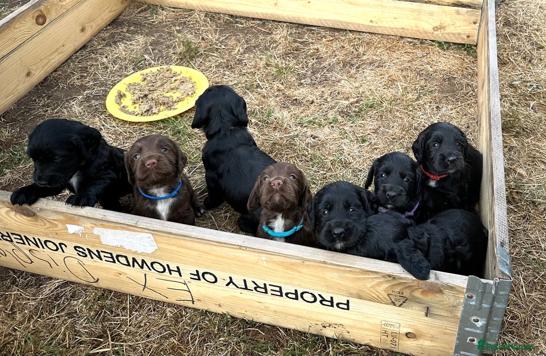 Mixed Breed dogs for sale: Gorgeous litter of 8 x F1 Sprocker Spaniels - Image 12