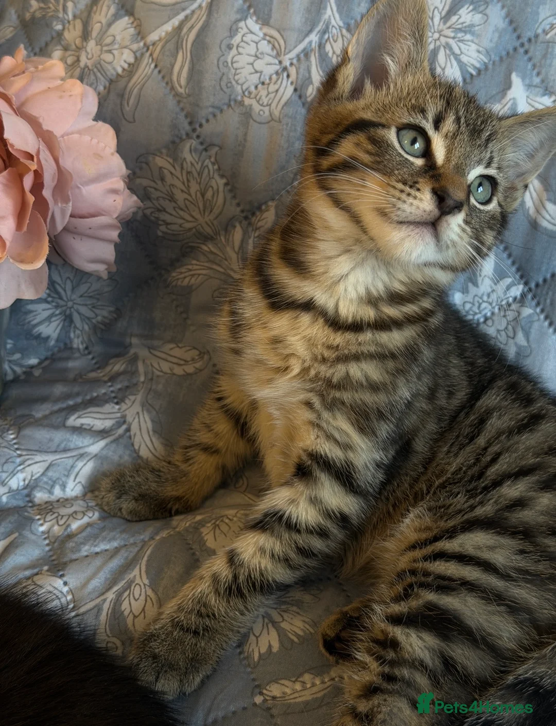 British Shorthair cats for sale: Ready Now: Tabby & Dark Brown Kittens 🐾 - Advert 2