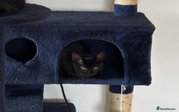 Mixed Breed cats for sale: Black Short Hair Kitten - female - Image 4