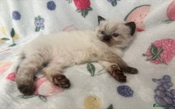Mixed Breed cats for sale: Gorgeous kitten for sale - Image 3