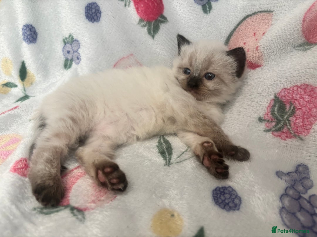 Mixed Breed cats for sale: Gorgeous kitten for sale - Image 3