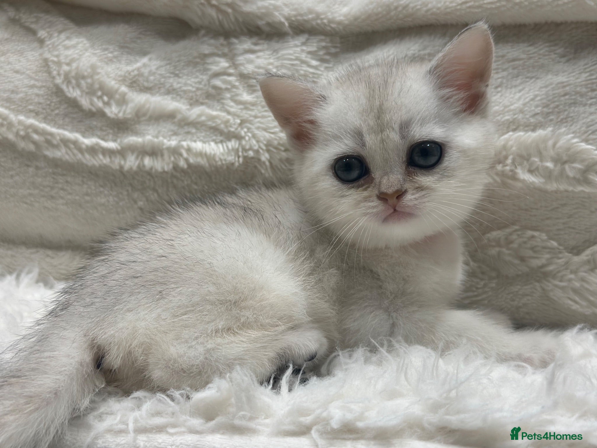 British Shorthair cats British shorthair kittens  - Advert 18