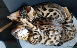 Bengal cats for sale: Top quality pure Bengal kittens available now - Image 6