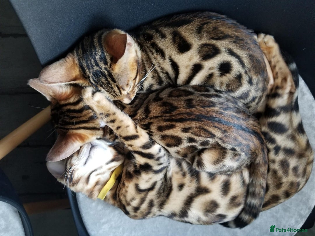 Bengal cats for sale: Top quality pure Bengal kittens available now - Image 6