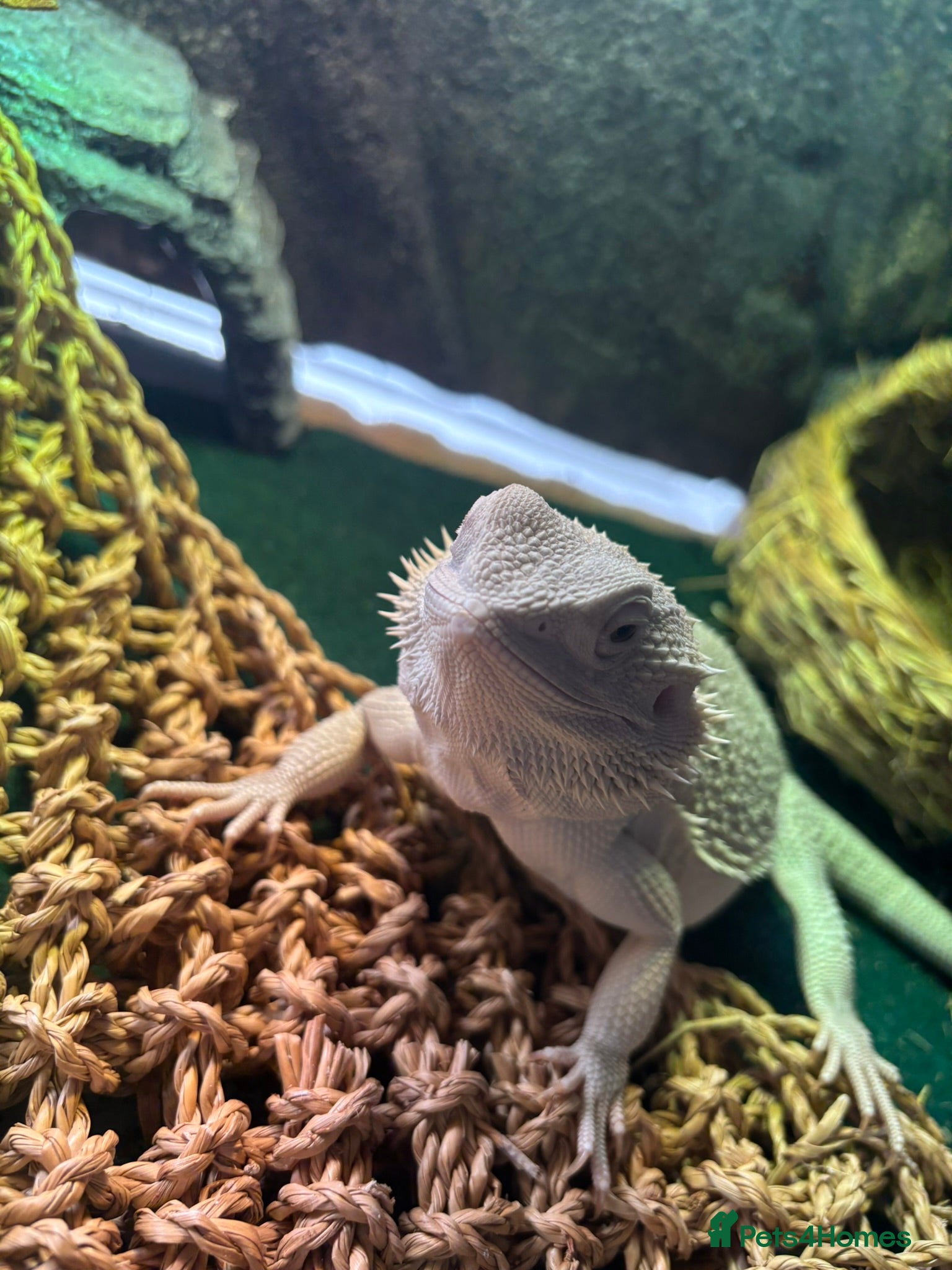 Bearded Dragon reptiles Zero Morph (RARE) Bearded Dragon - Advert 12