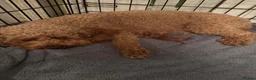 Cavapoo dogs for sale: Beautiful Cavapoo girls  - Advert 2