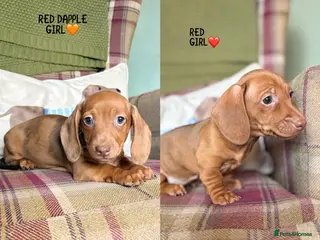 Miniature Dachshund dogs SMOOTH HAIRED MINIATURE DACHSHUNDS🖤 - Advert 5