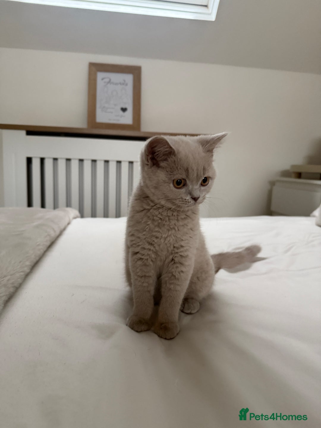 British Shorthair cats for sale: Lilac British Shorthair Kitten - Image 2